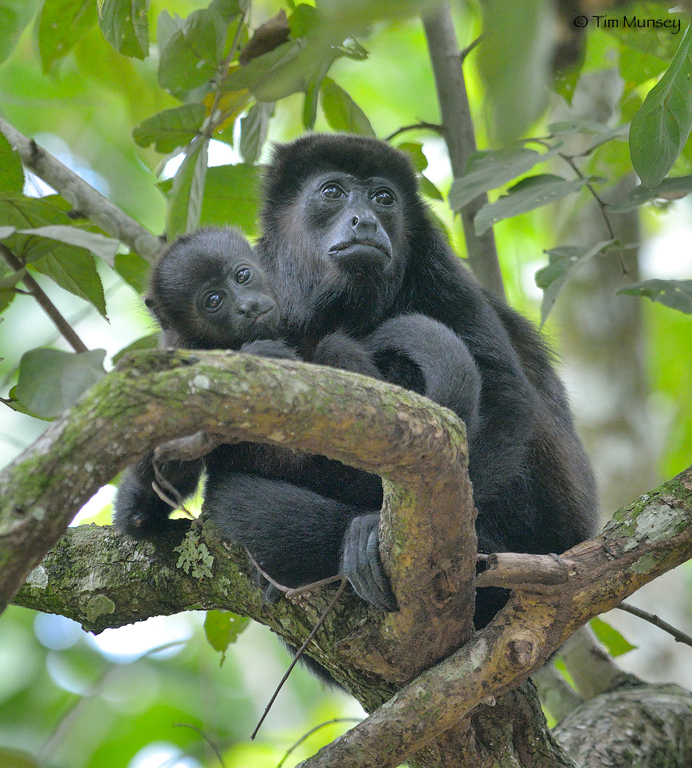 Howler Monkeys